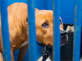 Contra o Abate do Pitbull Zico