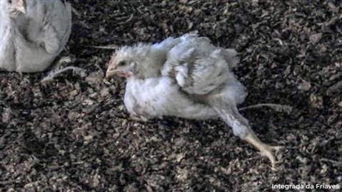 Petição pela melhora da qualidade de vida das aves de Produção Avícola