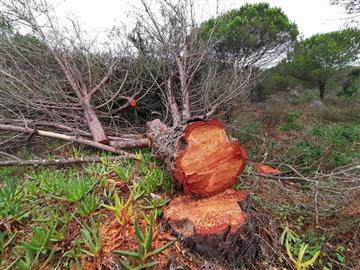 Pela suspensão da destruição da área protegida na Mata dos Medos, no concelho de Almada, que proteja a biodiversidade e as áreas de pinheiros bravos.