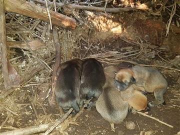  Pela esterilização e aplicação do CED aos cães errantes