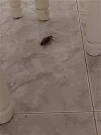 Praga de Baratas no Concelho de Benavente 