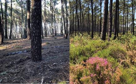 Pelo fim dos cortes rasos da vegetação nativa do Pinhal Dunar de Ovar