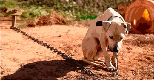 Pelo Fim dos Cães Presos em Correntes e Espaços Confinados em Portugal
