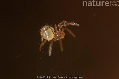 Petição pela proteção da espécie Anapistula ataecina e do seu habitat cavernícola