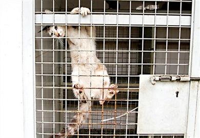 CONTRA O ABATE DE ANIMAIS NO CANIL DA MAIA