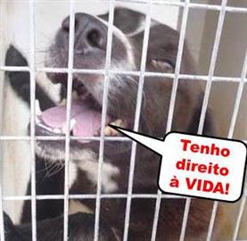 Pela mudança do canil municipal da Lousã para canil de NÃO ABATE!