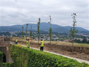 Contra a plantação de Árvores de grande porte na Muralha de Valença do Minho